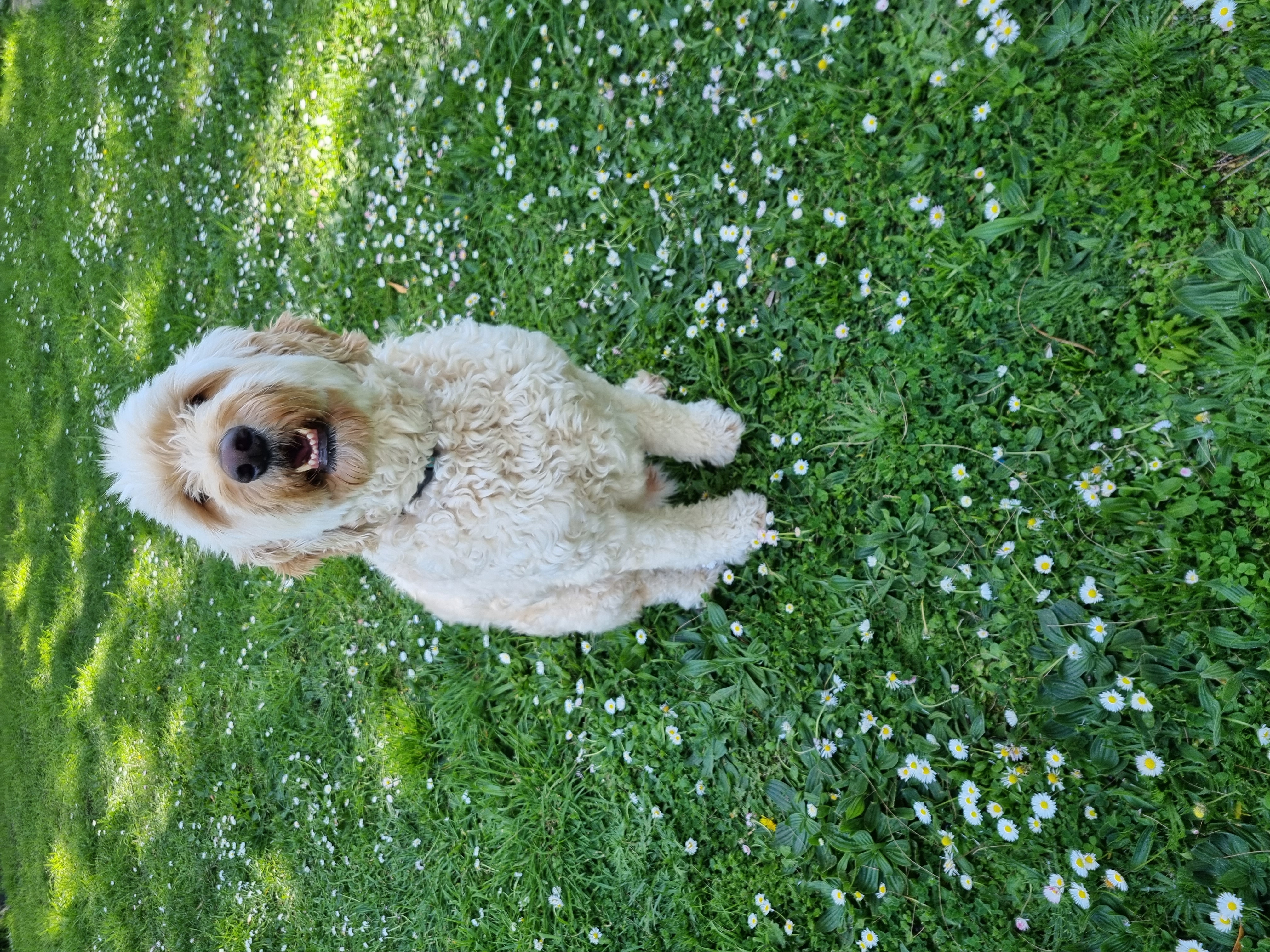George the Spoodle enjoying the garden, a happy, healthy dog